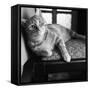 Ginger Cat-Staff-Framed Stretched Canvas