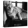 Ginger Cat-Staff-Stretched Canvas