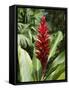 Ginger, Costa Rica, Central America-R H Productions-Framed Stretched Canvas