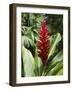 Ginger, Costa Rica, Central America-R H Productions-Framed Photographic Print