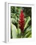 Ginger, Costa Rica, Central America-R H Productions-Framed Photographic Print