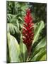 Ginger, Costa Rica, Central America-R H Productions-Mounted Photographic Print