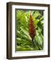 Ginger, Costa Rica, Central America-R H Productions-Framed Photographic Print