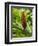 Ginger, Costa Rica, Central America-R H Productions-Framed Photographic Print