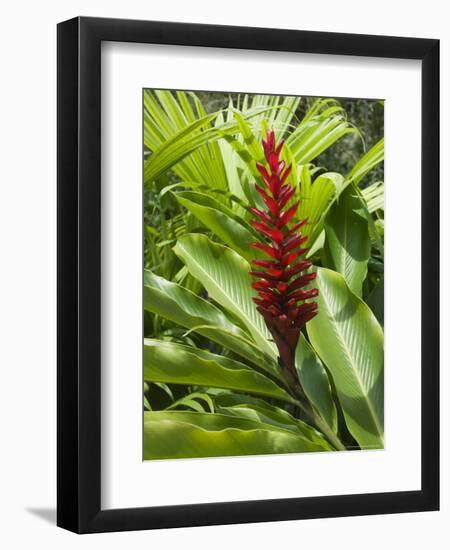 Ginger, Costa Rica, Central America-R H Productions-Framed Photographic Print