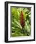 Ginger, Costa Rica, Central America-R H Productions-Framed Photographic Print