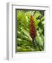 Ginger, Costa Rica, Central America-R H Productions-Framed Photographic Print