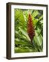 Ginger, Costa Rica, Central America-R H Productions-Framed Photographic Print