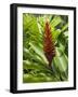 Ginger, Costa Rica, Central America-R H Productions-Framed Photographic Print