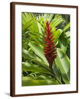Ginger, Costa Rica, Central America-R H Productions-Framed Photographic Print