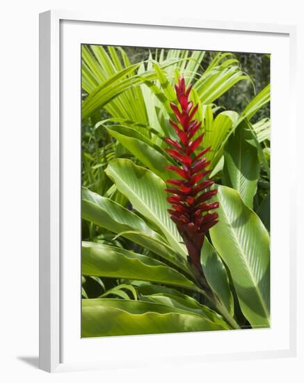 Ginger, Costa Rica, Central America-R H Productions-Framed Photographic Print