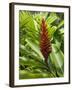 Ginger, Costa Rica, Central America-R H Productions-Framed Photographic Print