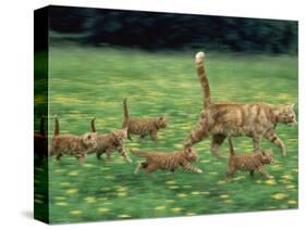 Ginger Domestic Cat Running with Litter of Five Kittens-Jane Burton-Stretched Canvas