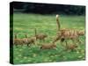 Ginger Domestic Cat Running with Litter of Five Kittens-Jane Burton-Stretched Canvas