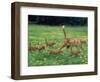 Ginger Domestic Cat Running with Litter of Five Kittens-Jane Burton-Framed Premium Photographic Print