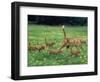 Ginger Domestic Cat Running with Litter of Five Kittens-Jane Burton-Framed Premium Photographic Print