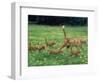 Ginger Domestic Cat Running with Litter of Five Kittens-Jane Burton-Framed Premium Photographic Print