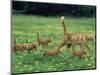 Ginger Domestic Cat Running with Litter of Five Kittens-Jane Burton-Mounted Premium Photographic Print