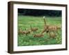 Ginger Domestic Cat Running with Litter of Five Kittens-Jane Burton-Framed Photographic Print