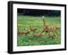 Ginger Domestic Cat Running with Litter of Five Kittens-Jane Burton-Framed Photographic Print