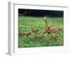 Ginger Domestic Cat Running with Litter of Five Kittens-Jane Burton-Framed Photographic Print