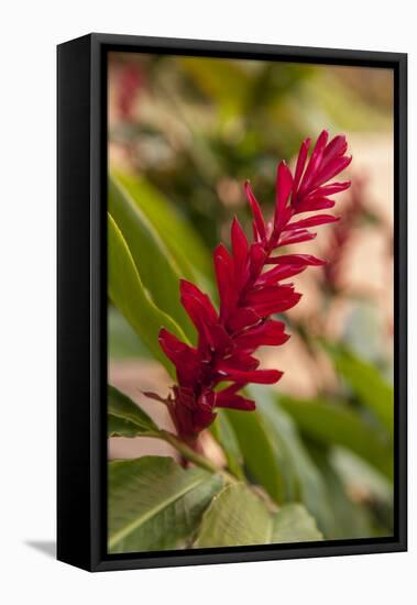 Ginger Flower, Carambola Botanical Gardens, Roatan, Honduras-Lisa S. Engelbrecht-Framed Stretched Canvas