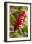 Ginger Flower, Carambola Botanical Gardens, Roatan, Honduras-Lisa S. Engelbrecht-Framed Photographic Print