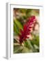 Ginger Flower, Carambola Botanical Gardens, Roatan, Honduras-Lisa S. Engelbrecht-Framed Photographic Print