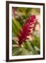 Ginger Flower, Carambola Botanical Gardens, Roatan, Honduras-Lisa S. Engelbrecht-Framed Photographic Print