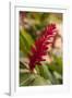 Ginger Flower, Carambola Botanical Gardens, Roatan, Honduras-Lisa S. Engelbrecht-Framed Photographic Print