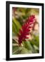 Ginger Flower, Carambola Botanical Gardens, Roatan, Honduras-Lisa S. Engelbrecht-Framed Photographic Print