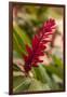 Ginger Flower, Carambola Botanical Gardens, Roatan, Honduras-Lisa S. Engelbrecht-Framed Premium Photographic Print
