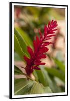 Ginger Flower, Carambola Botanical Gardens, Roatan, Honduras-Lisa S. Engelbrecht-Framed Premium Photographic Print