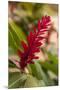 Ginger Flower, Carambola Botanical Gardens, Roatan, Honduras-Lisa S. Engelbrecht-Mounted Premium Photographic Print