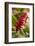 Ginger Flower, Carambola Botanical Gardens, Roatan, Honduras-Lisa S. Engelbrecht-Framed Photographic Print