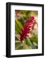 Ginger Flower, Carambola Botanical Gardens, Roatan, Honduras-Lisa S. Engelbrecht-Framed Photographic Print