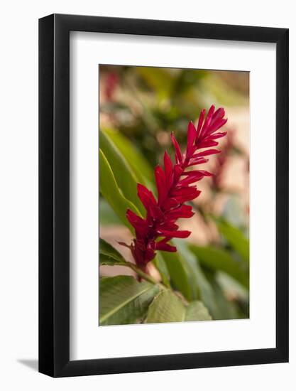 Ginger Flower, Carambola Botanical Gardens, Roatan, Honduras-Lisa S. Engelbrecht-Framed Photographic Print