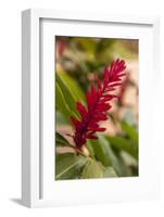 Ginger Flower, Carambola Botanical Gardens, Roatan, Honduras-Lisa S. Engelbrecht-Framed Photographic Print