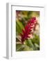 Ginger Flower, Carambola Botanical Gardens, Roatan, Honduras-Lisa S. Engelbrecht-Framed Photographic Print
