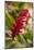 Ginger Flower, Carambola Botanical Gardens, Roatan, Honduras-Lisa S. Engelbrecht-Mounted Photographic Print