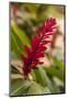 Ginger Flower, Carambola Botanical Gardens, Roatan, Honduras-Lisa S. Engelbrecht-Mounted Photographic Print