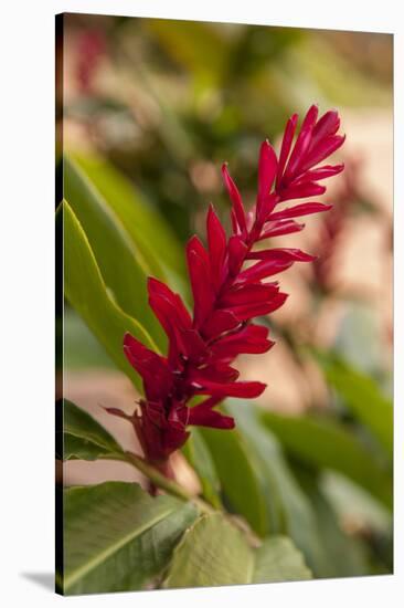 Ginger Flower, Carambola Botanical Gardens, Roatan, Honduras-Lisa S. Engelbrecht-Stretched Canvas