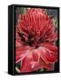 Ginger Flower in Bloom, Napo River Region, Peru-Gavriel Jecan-Framed Stretched Canvas