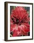 Ginger Flower in Bloom, Napo River Region, Peru-Gavriel Jecan-Framed Photographic Print