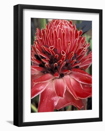 Ginger Flower in Bloom, Napo River Region, Peru-Gavriel Jecan-Framed Photographic Print