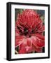 Ginger Flower in Bloom, Napo River Region, Peru-Gavriel Jecan-Framed Photographic Print