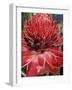 Ginger Flower in Bloom, Napo River Region, Peru-Gavriel Jecan-Framed Photographic Print