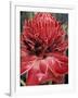 Ginger Flower in Bloom, Napo River Region, Peru-Gavriel Jecan-Framed Photographic Print