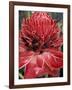 Ginger Flower in Bloom, Napo River Region, Peru-Gavriel Jecan-Framed Photographic Print