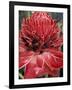 Ginger Flower in Bloom, Napo River Region, Peru-Gavriel Jecan-Framed Photographic Print